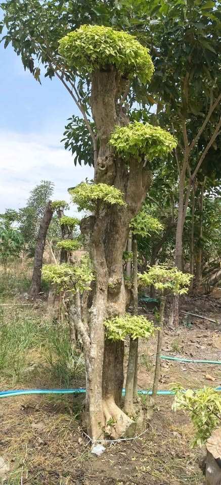 Bonsai Anting Putri 1 Meter