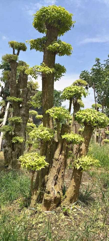 Bonsai Anting Putri Kontes Fosil