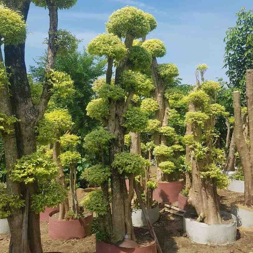 Bonsai Anting Putri Fosil