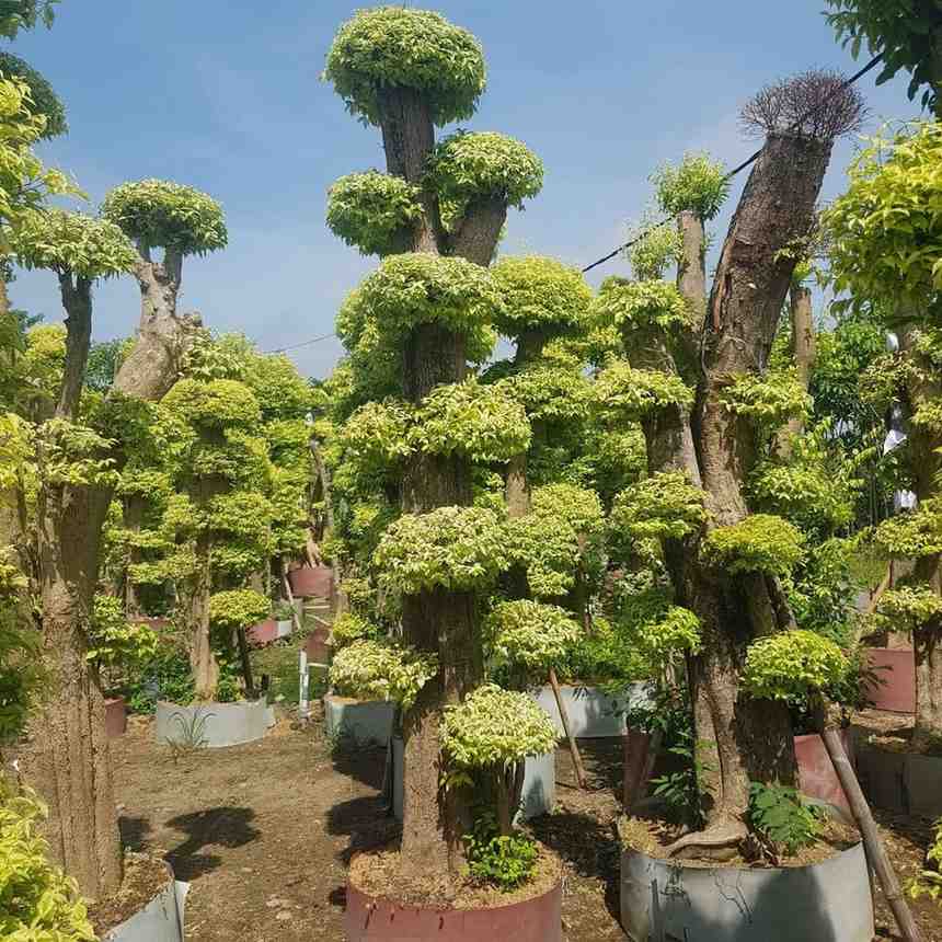 Bonsai anting putri besar siap taman