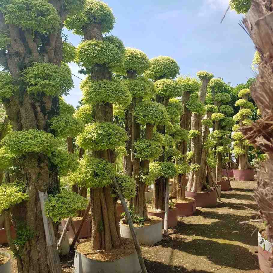 Bonsai Anting Putri 1 Meter