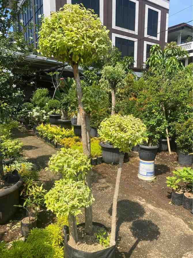 Bonsai Mame Anting Putri