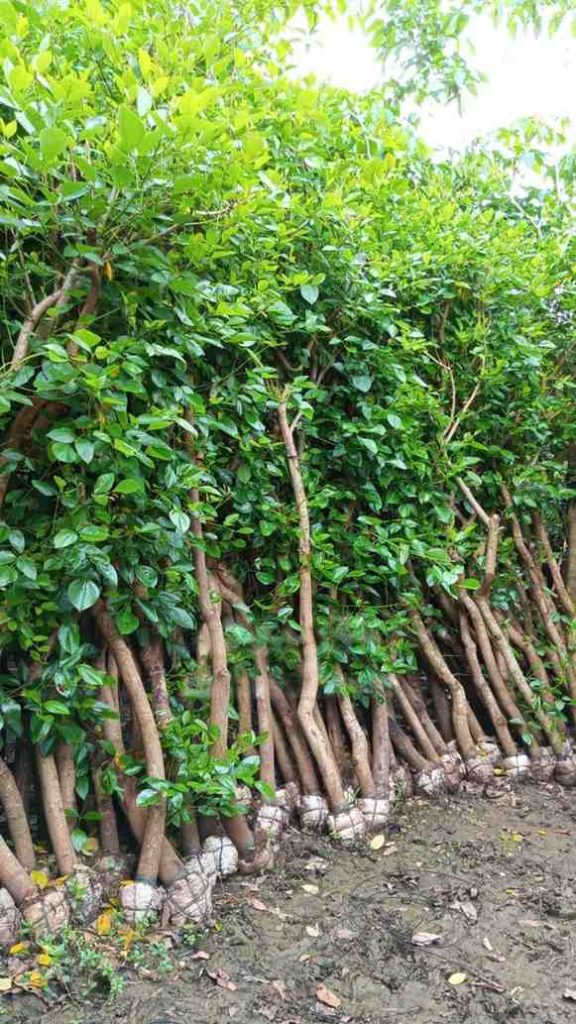 jual pohon dadap merah kecrutan 1