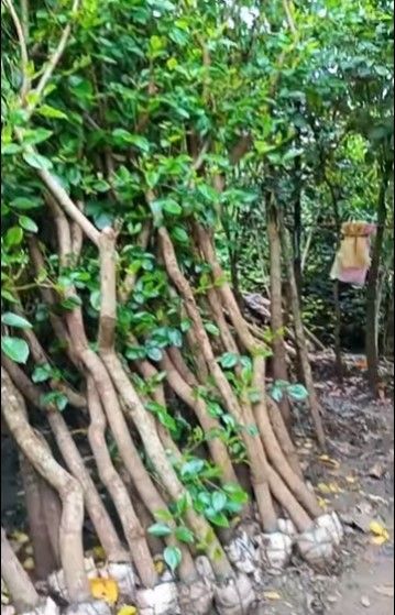jual pohon dadap merah kecrutan 13