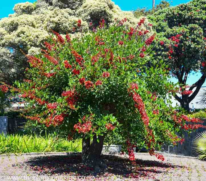 jual pohon dadap merah kecrutan 15