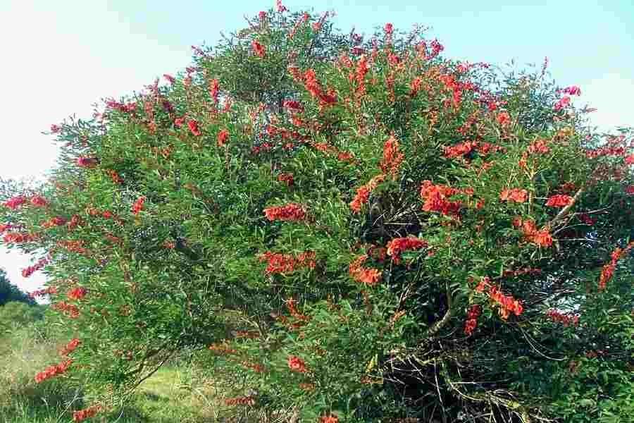 jual pohon dadap merah kecrutan 16