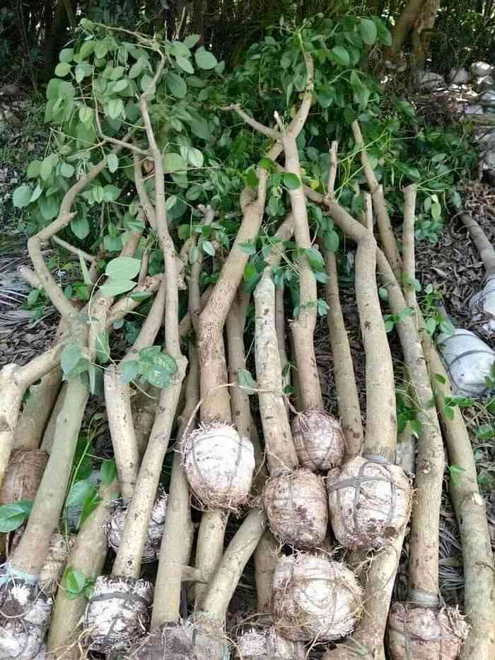 jual pohon dadap merah kecrutan 4