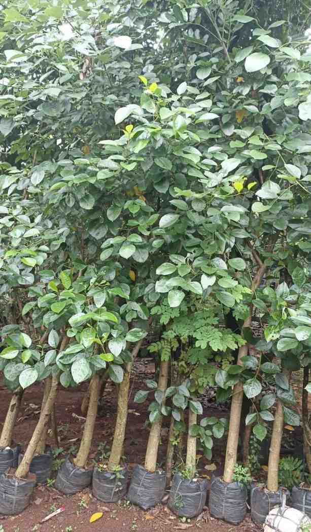 Bibit Pohon Dadap Merah