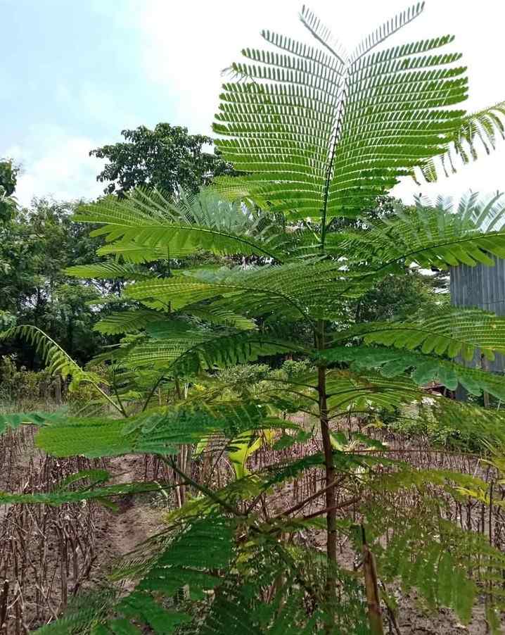 jual pohon flamboyan peneduh 11