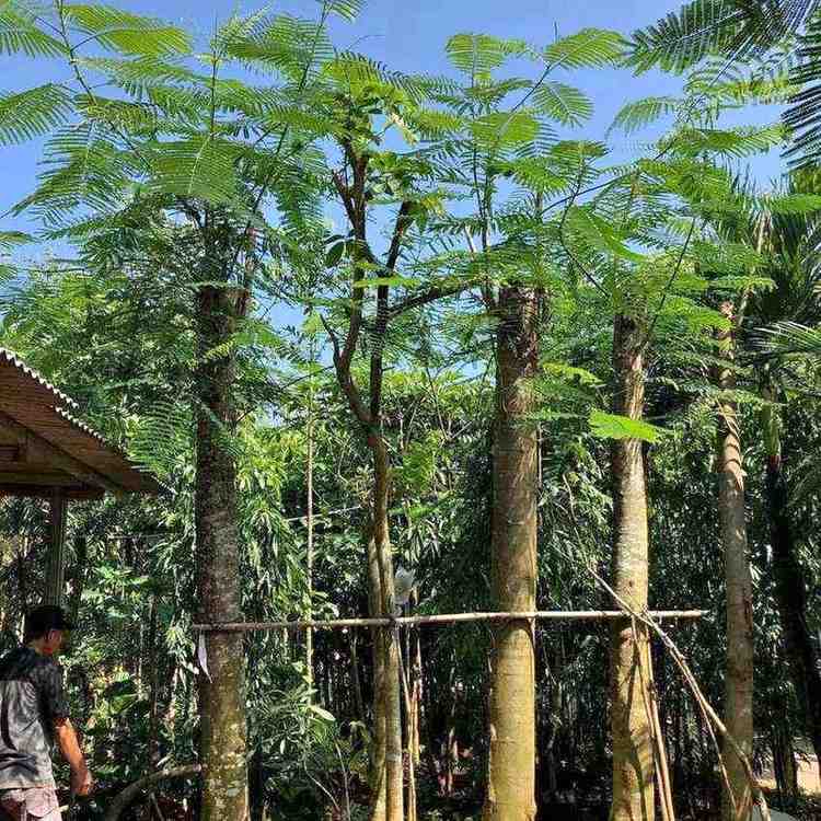 jual pohon flamboyan peneduh 3
