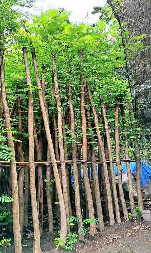 jual pohon flamboyan peneduh 5