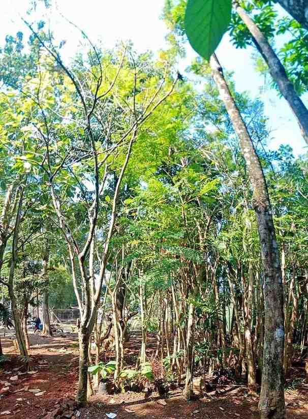 jual pohon jacaranda cakaranda ungu 11