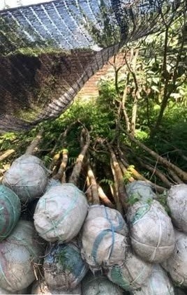jual pohon jacaranda cakaranda ungu 15