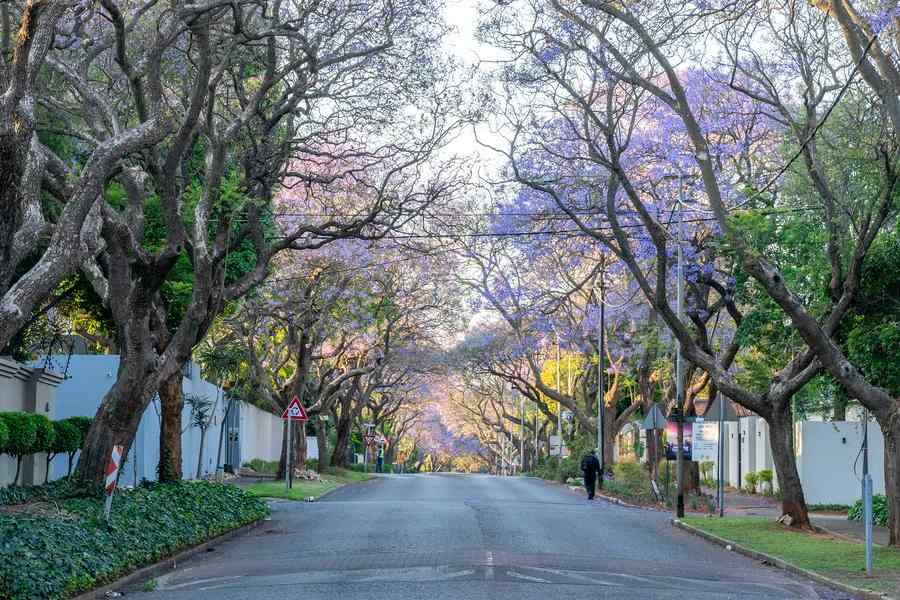 jual pohon jacaranda cakaranda ungu 3