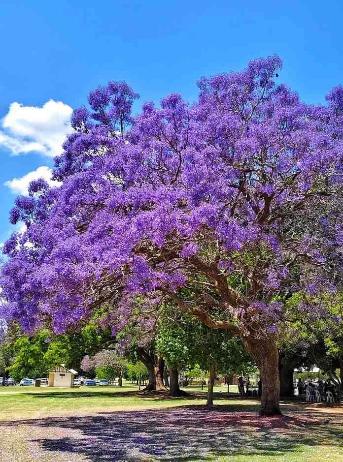 jual pohon jacaranda cakaranda ungu 4
