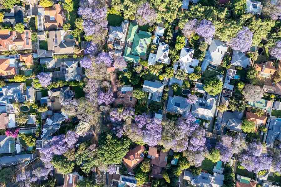 jual pohon jacaranda cakaranda ungu 6