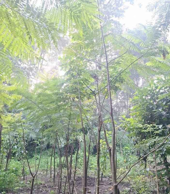 jual pohon jacaranda cakaranda ungu 8