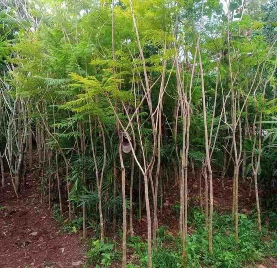 jual pohon jacaranda cakaranda ungu 9