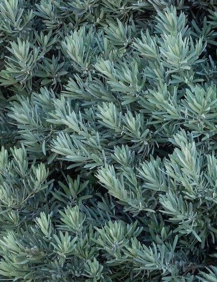 jual pohon lohansung blue ice premium 2