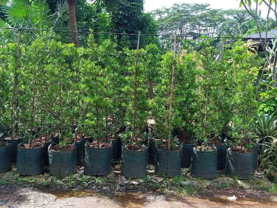 Pohon Lohansung Ukuran 1 Meter