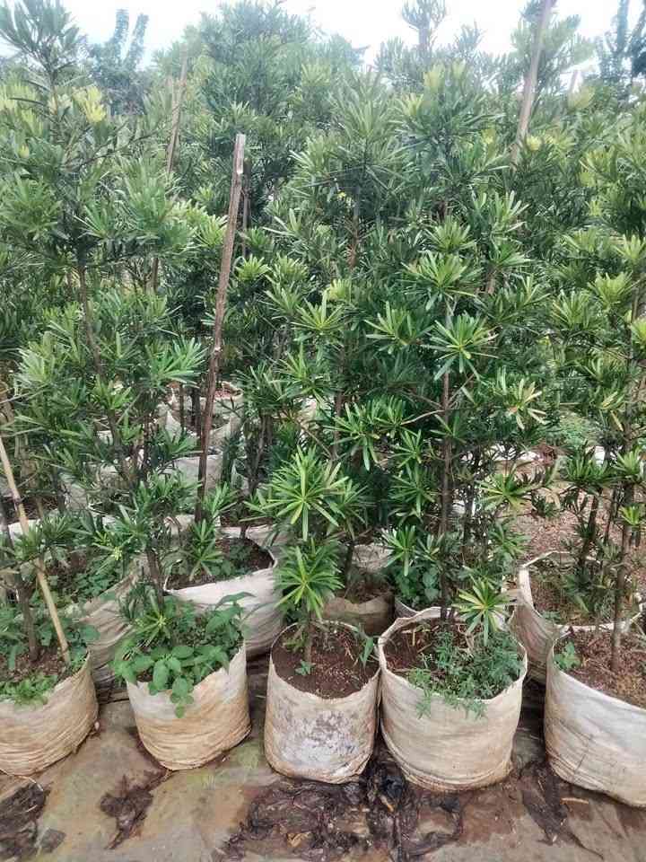 Pohon Lohansung untuk taman minimalis dan modern