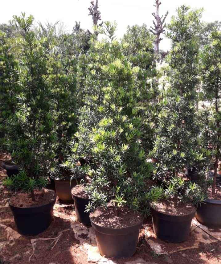 Pohon Lohansung Ukuran Sedang