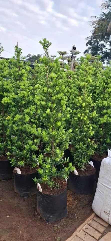 Jual Pohon Lohansung besar siap tanam