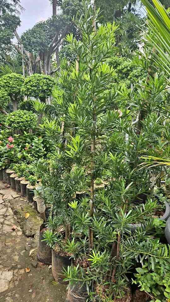 Pohon Lohansung Tinggi 3 Meter