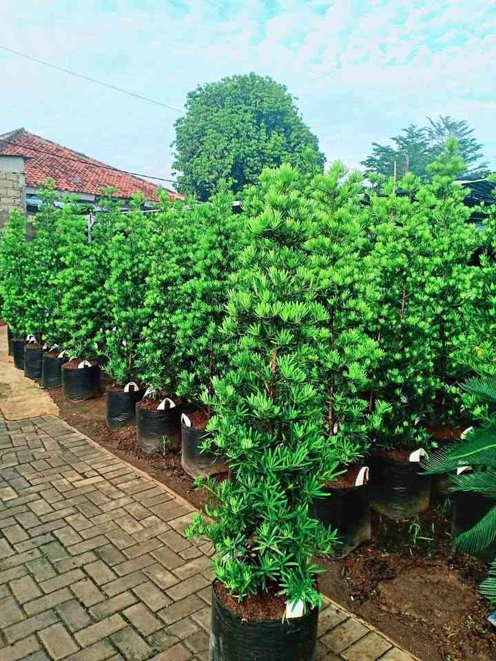 jual pohon lohansung hijau 5