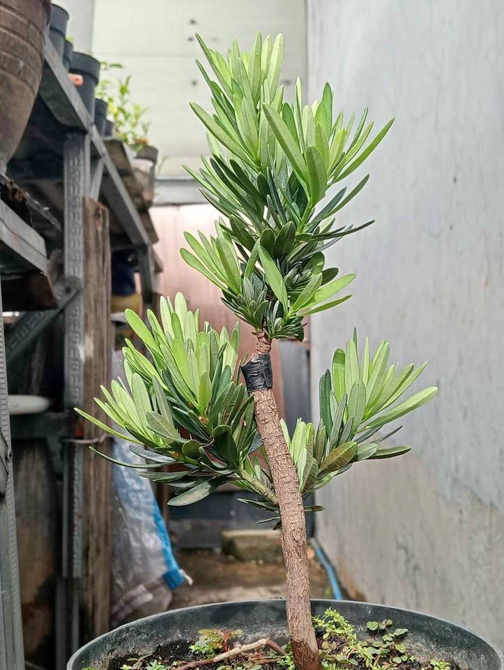 Bibit Pohon Lohansung