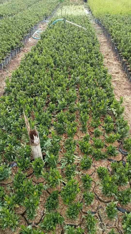 jual pohon lohansung hijau 7