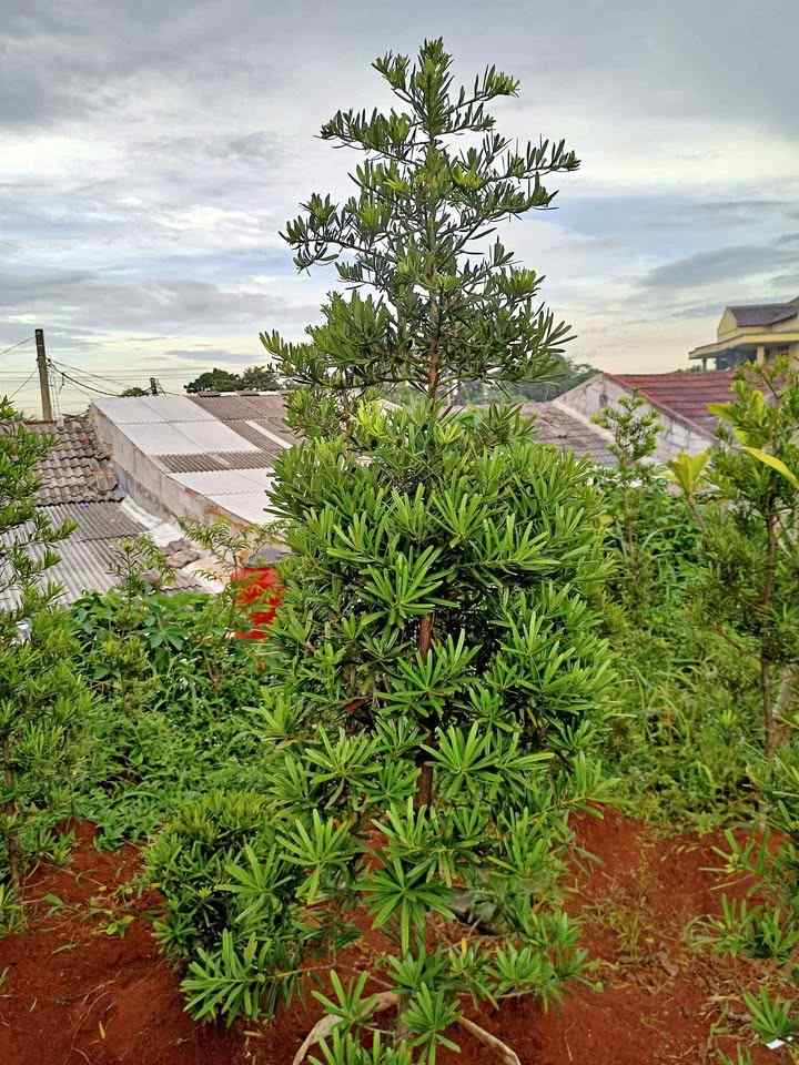 Pohon Lohansung Tinggi 4 - 5 Meter
