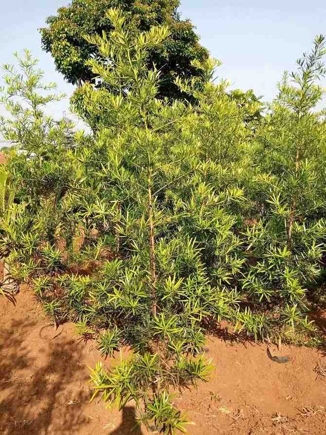 Pohon Lohansung cocok untuk proyek lanskap premium