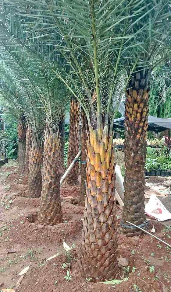 jual pohon palem kenari kecil besar 11