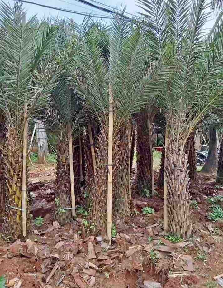 jual pohon palem kenari kecil besar 14