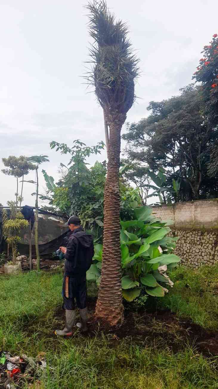 Jual Palem Kenari besar siap tanam