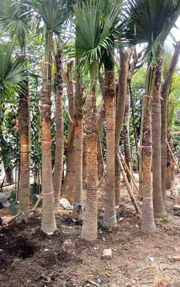 jual pohon palem sadeng pohon taman 10