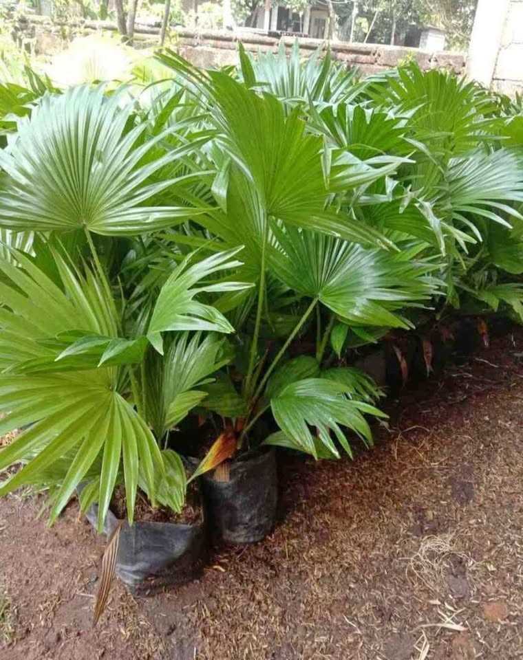 jual pohon palem sadeng pohon taman 12
