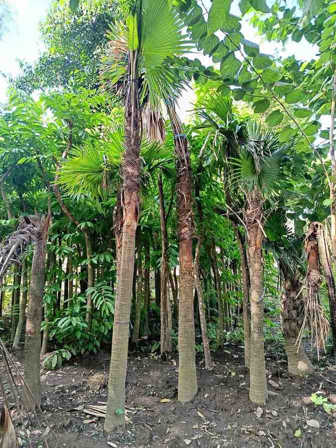 jual pohon palem sadeng pohon taman 4