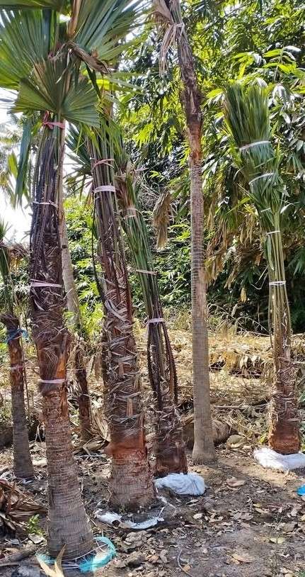 jual pohon palem sadeng pohon taman 8