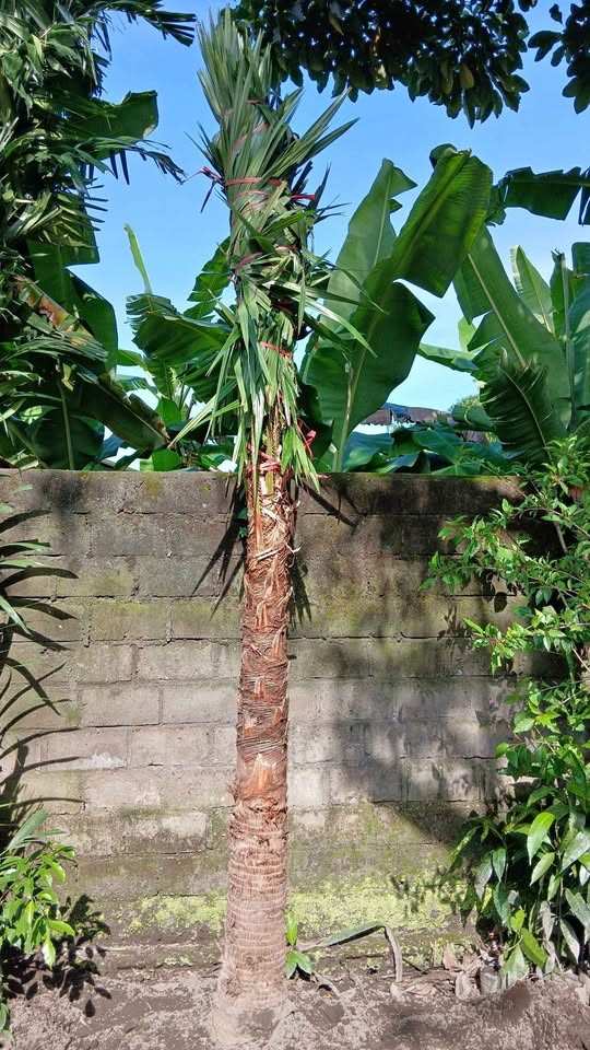 jual pohon palem sadeng pohon taman 9