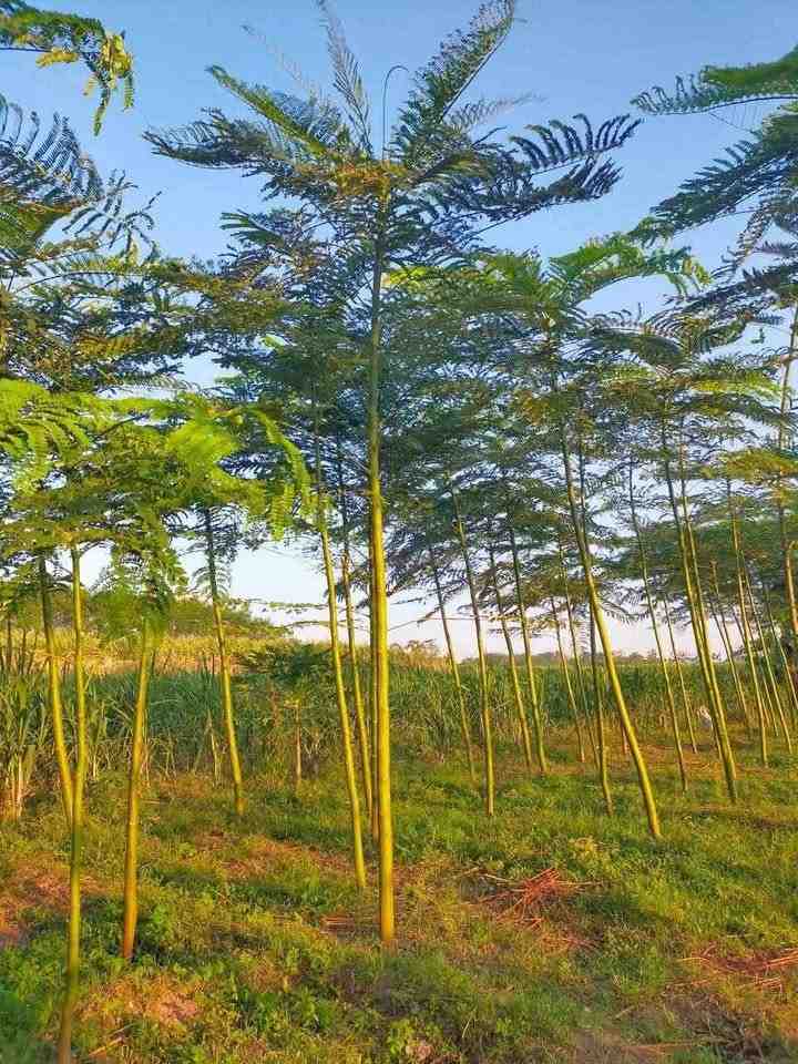 Jual Pohon Solobium 3 Meter
