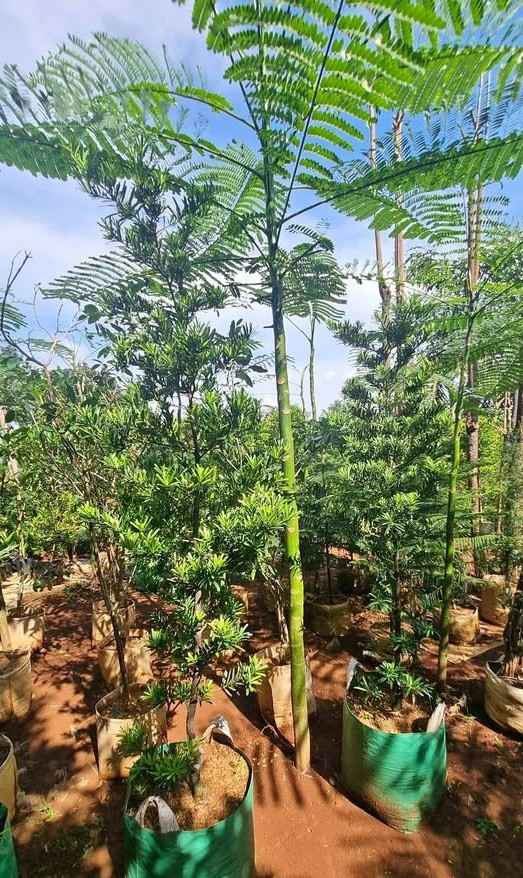 Pohon Solobium Ukuran Sedang