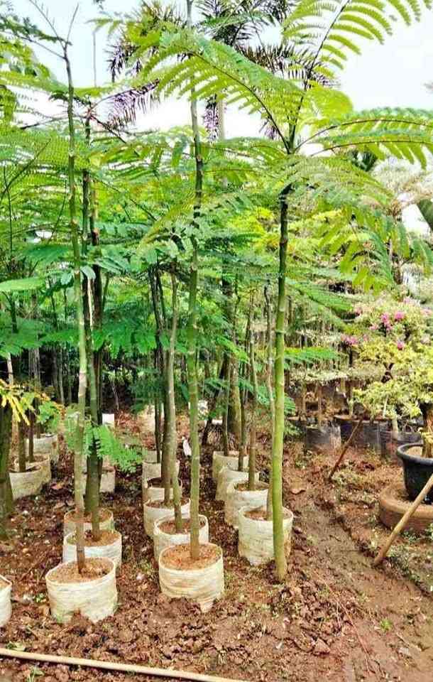 Pohon Solobium Besar