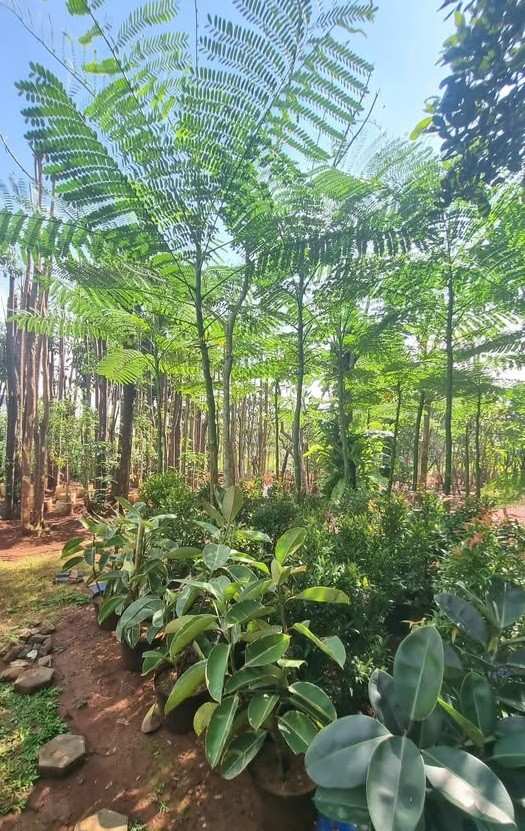 jual pohon solobium pakis brazil indah 15