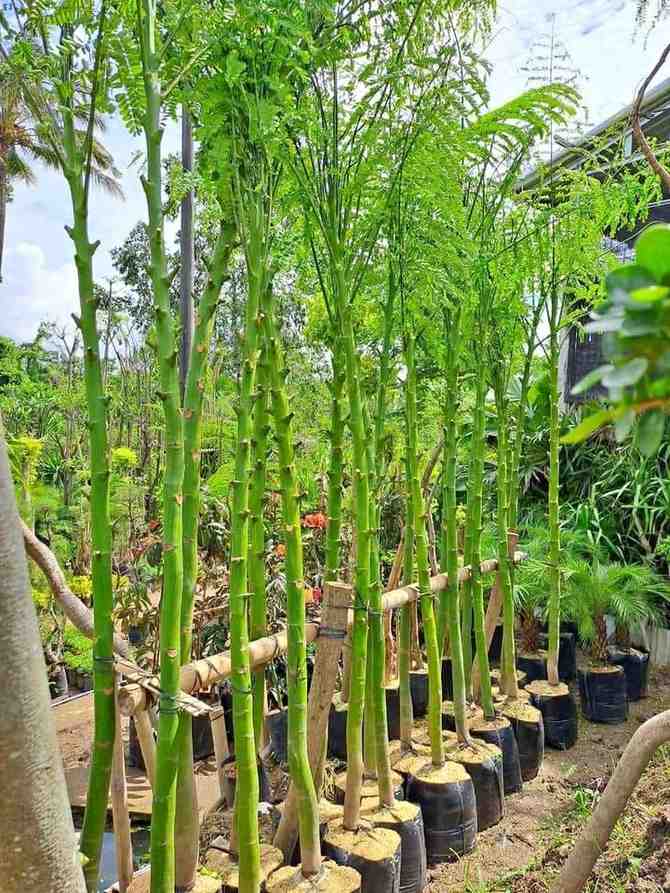 Pohon Solobium 1 Meter