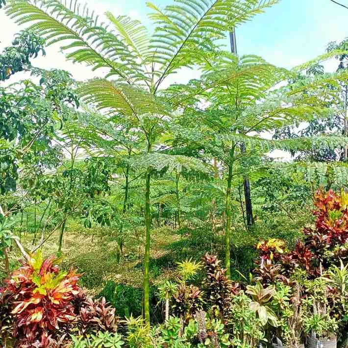 Solobium untuk taman rumah dan area komersial