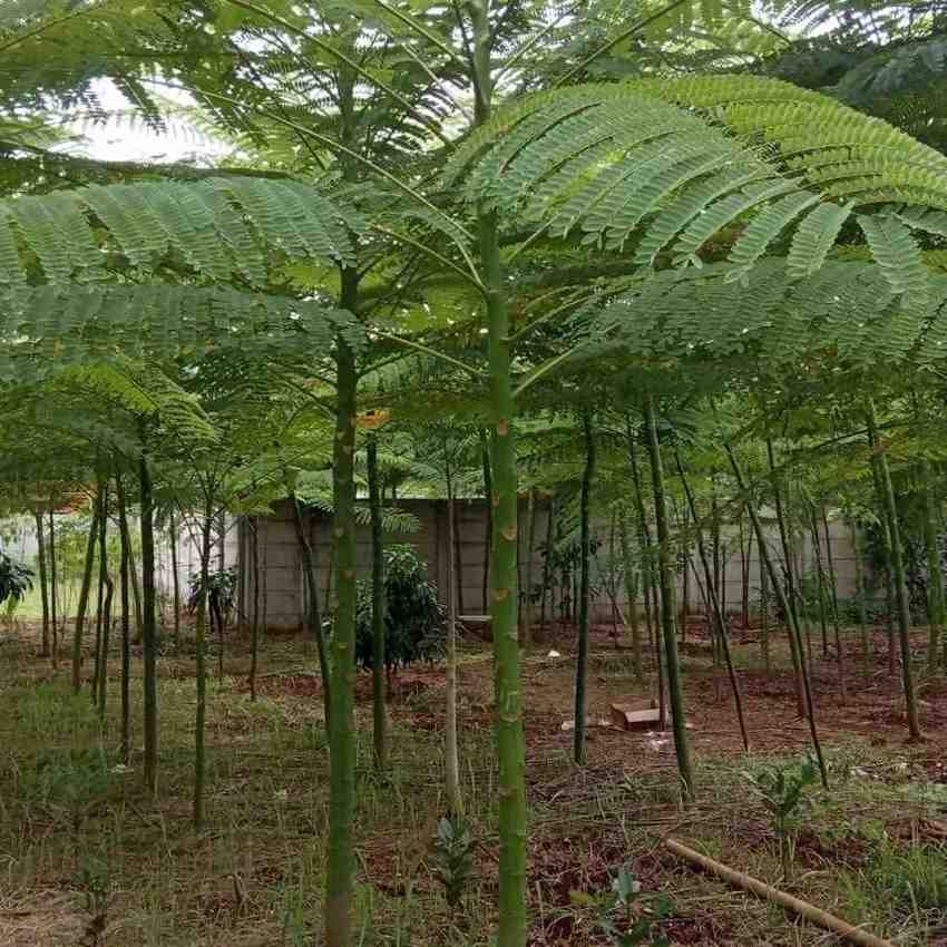 jual pohon solobium pakis brazil indah 7