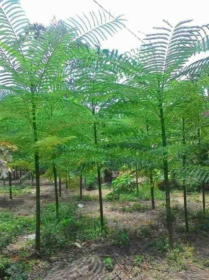 jual pohon solobium pakis brazil indah 9