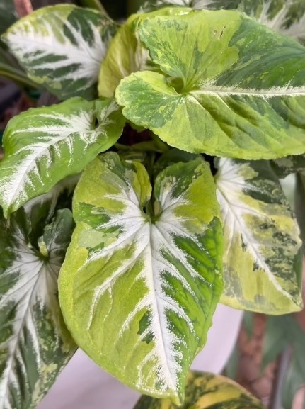 jual syngonium scrambled egg varigata cantik 5